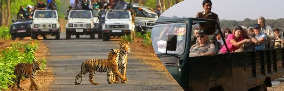 Sariska safari online booking | sariskasafari.org Sariska safari online booking | sariskasafari.org