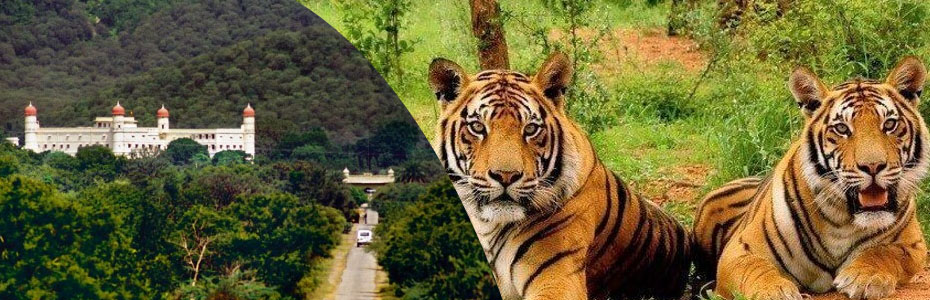 Sariska safari booking | sariskasafari.org Sariska safari booking | sariskasafari.org