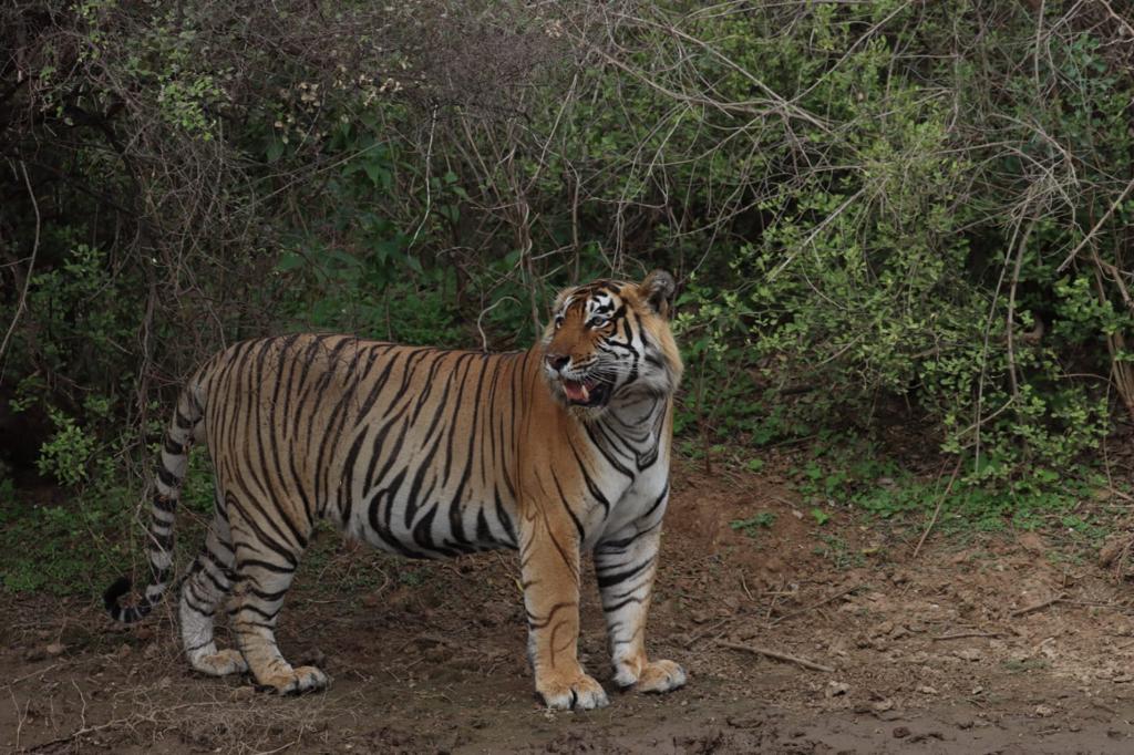 Sariska Safari Tiger Reserve Online Booking | sariskasafari.org Sariska Safari Tiger Reserve Online Booking | sariskasafari.org