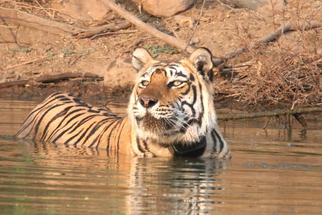 Sariska safari booking | sariskasafari.org Sariska safari booking | sariskasafari.org