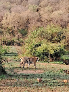 Sariska safari Online booking | sariskasafari.org Sariska safari Online booking | sariskasafari.org