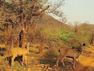 sariska safari booking photos | sariskasafari.org sariska safari booking photos | sariskasafari.org