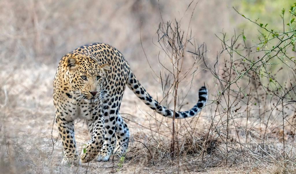 Sariska Safari Tiger Reserve Online Booking  | sariskasafari.org