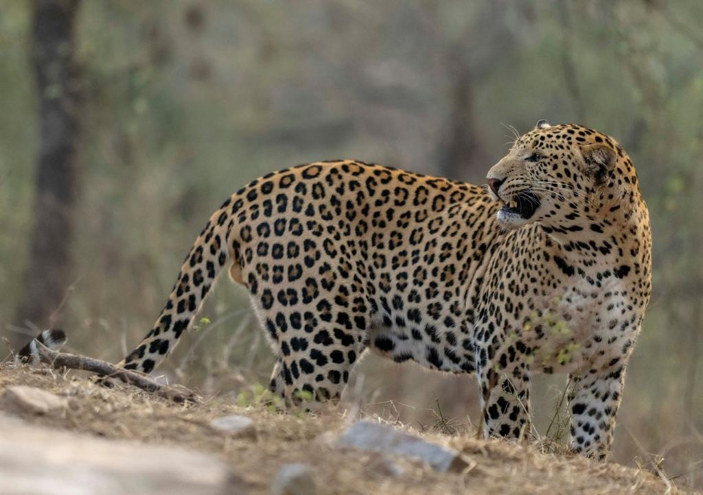 sariska safari booking photos  | sariskasafari.org