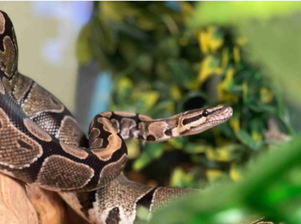 Ball Python Care Sheet: Essential Tips for Keeping Your Pet Happy Ball Python Care Sheet: Essential Tips for Keeping Your Pet Happy