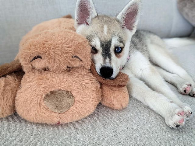 Alaskan klee kai for sale near me Alaskan klee kai for sale near me