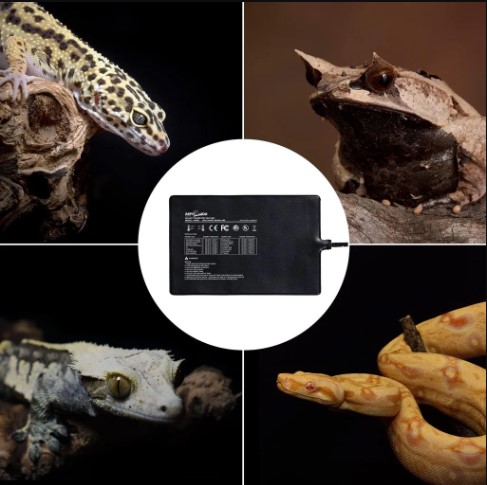 Create Your Dream Custom Snake Enclosure Today! Create Your Dream Custom Snake Enclosure Today!