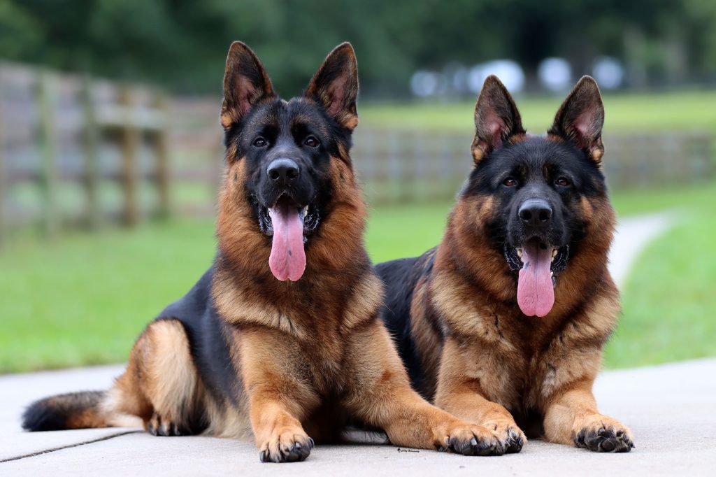 Long-Haired German Shepherds | Majestic & Beautiful Companions
