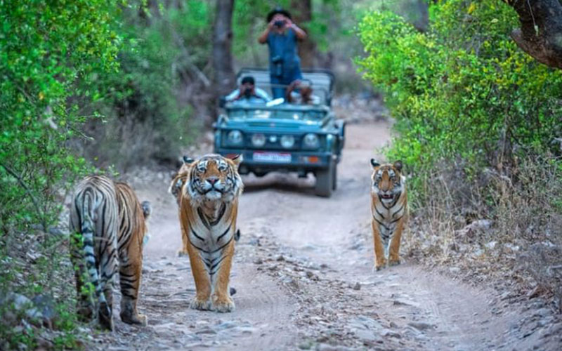 Book Your Tiger Safari Ranthambore Tour Today with BigCat Jungle Safari
