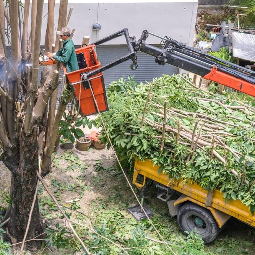 Tree Removal Elk Grove — Fast, Safe, Affordable Service Tree Removal Elk Grove — Fast, Safe, Affordable Service