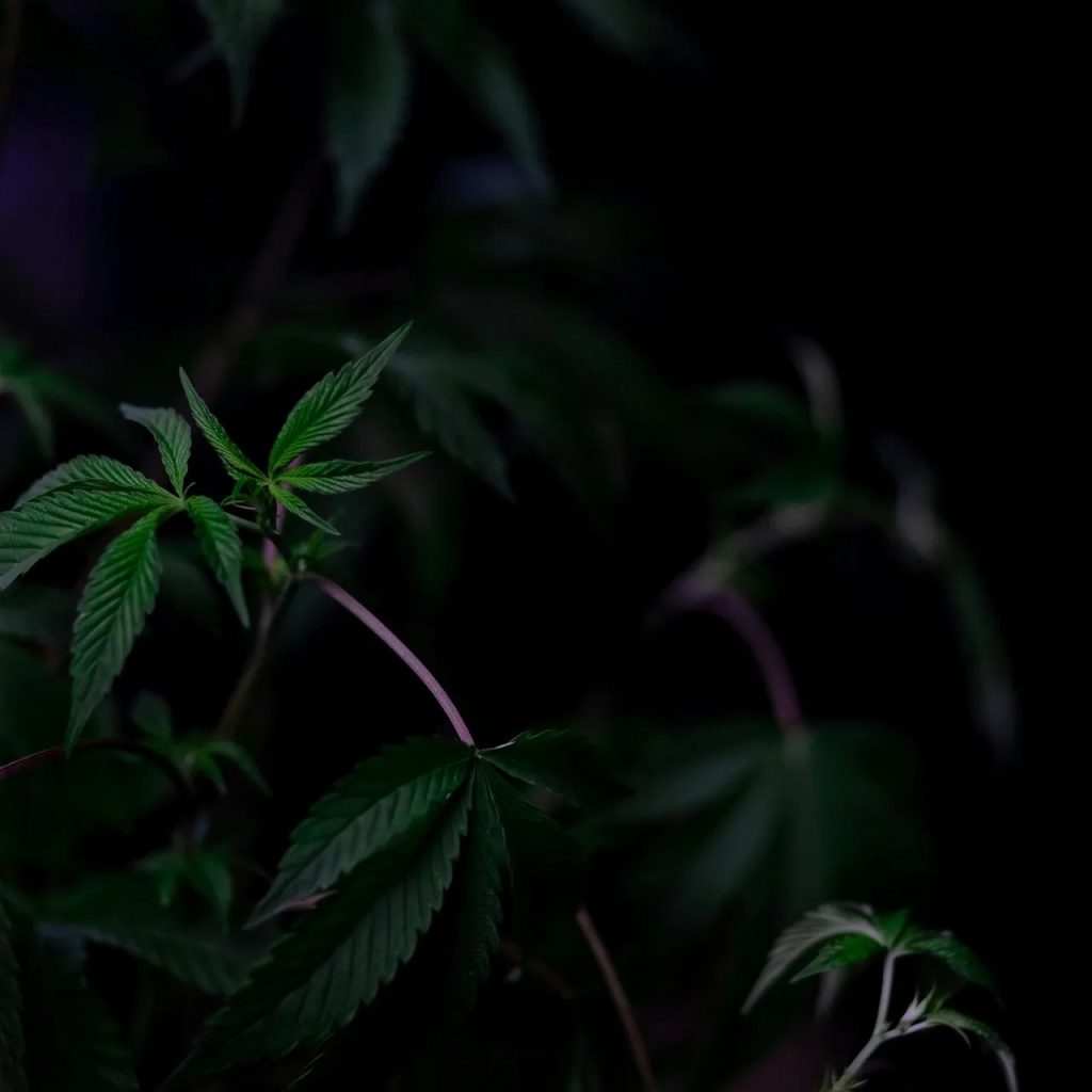 Dispensary Bethesda MD: Trusted Local Cannabis Shop Dispensary Bethesda MD: Trusted Local Cannabis Shop