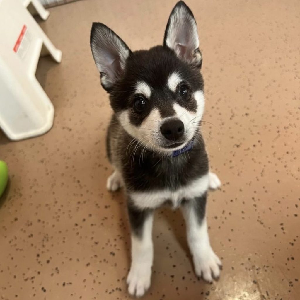Alaskan Klee Kai Adoption: Find Your Loyal, Alert Companion Alaskan Klee Kai Adoption: Find Your Loyal, Alert Companion