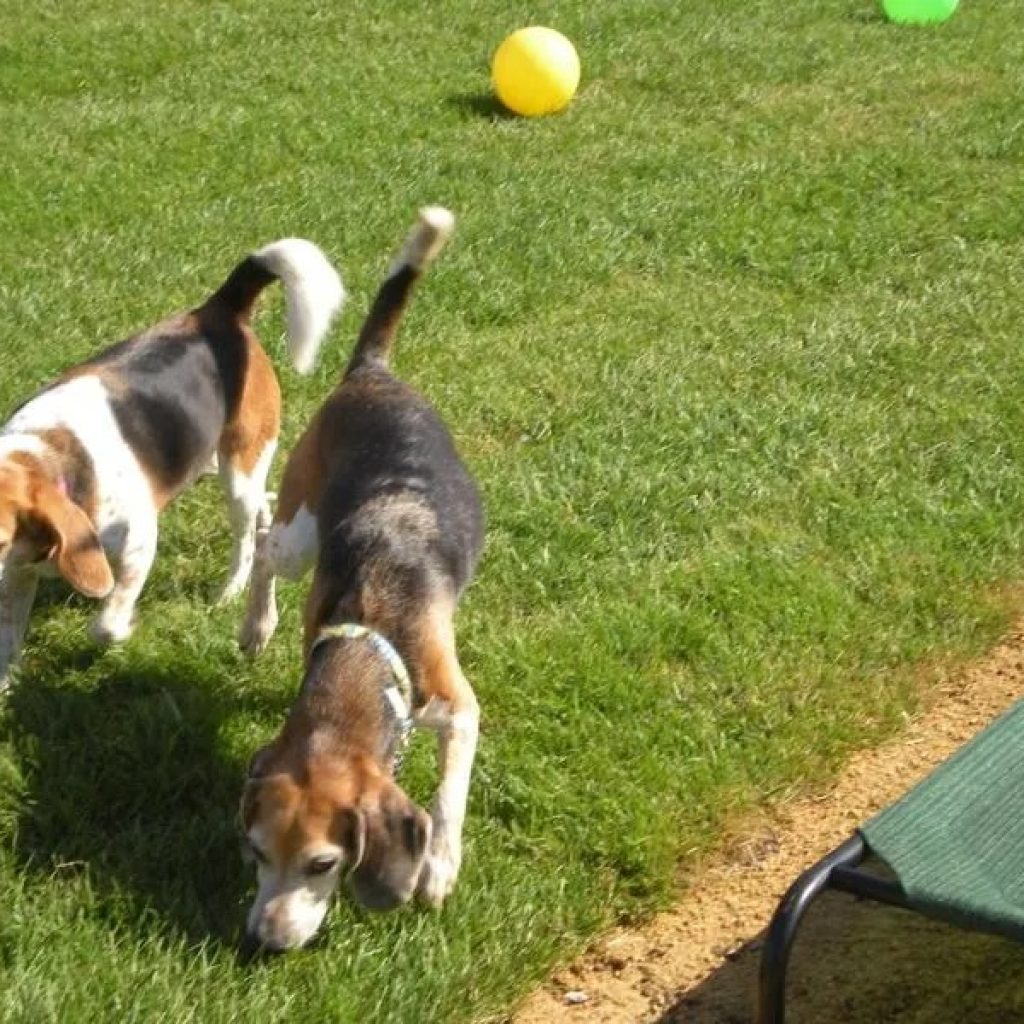Trusted Boarding Kennel Los Angeles for Your Pet’s Comfort Trusted Boarding Kennel Los Angeles for Your Pet’s Comfort