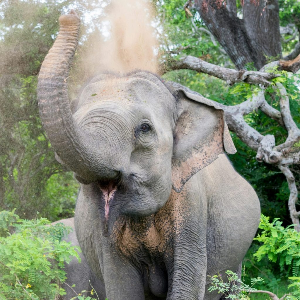 Day Sri Lanka Road Trip Itinerary: A 5-Day Coastal-Highland Loop Day Sri Lanka Road Trip Itinerary: A 5-Day Coastal-Highland Loop