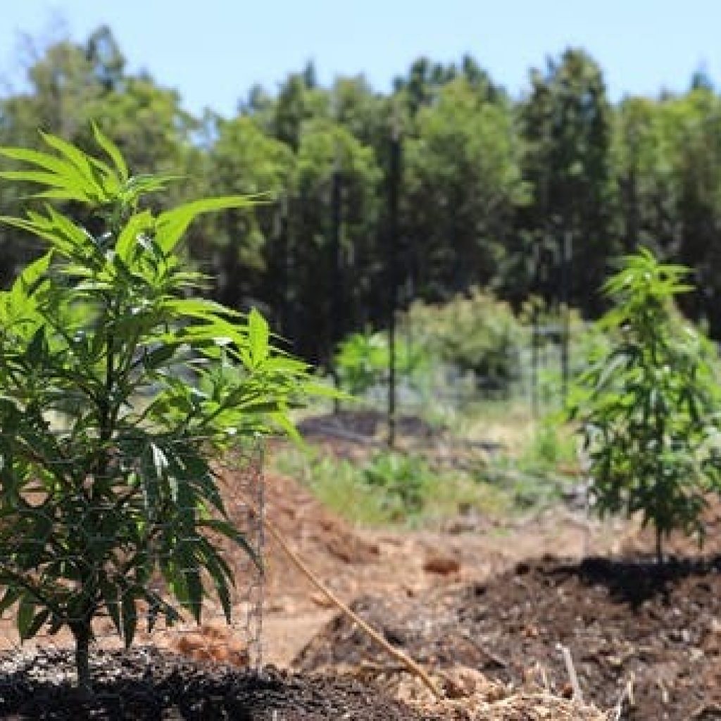 Buy weed online Dubai – discreet listings and tips Buy weed online Dubai – discreet listings and tips