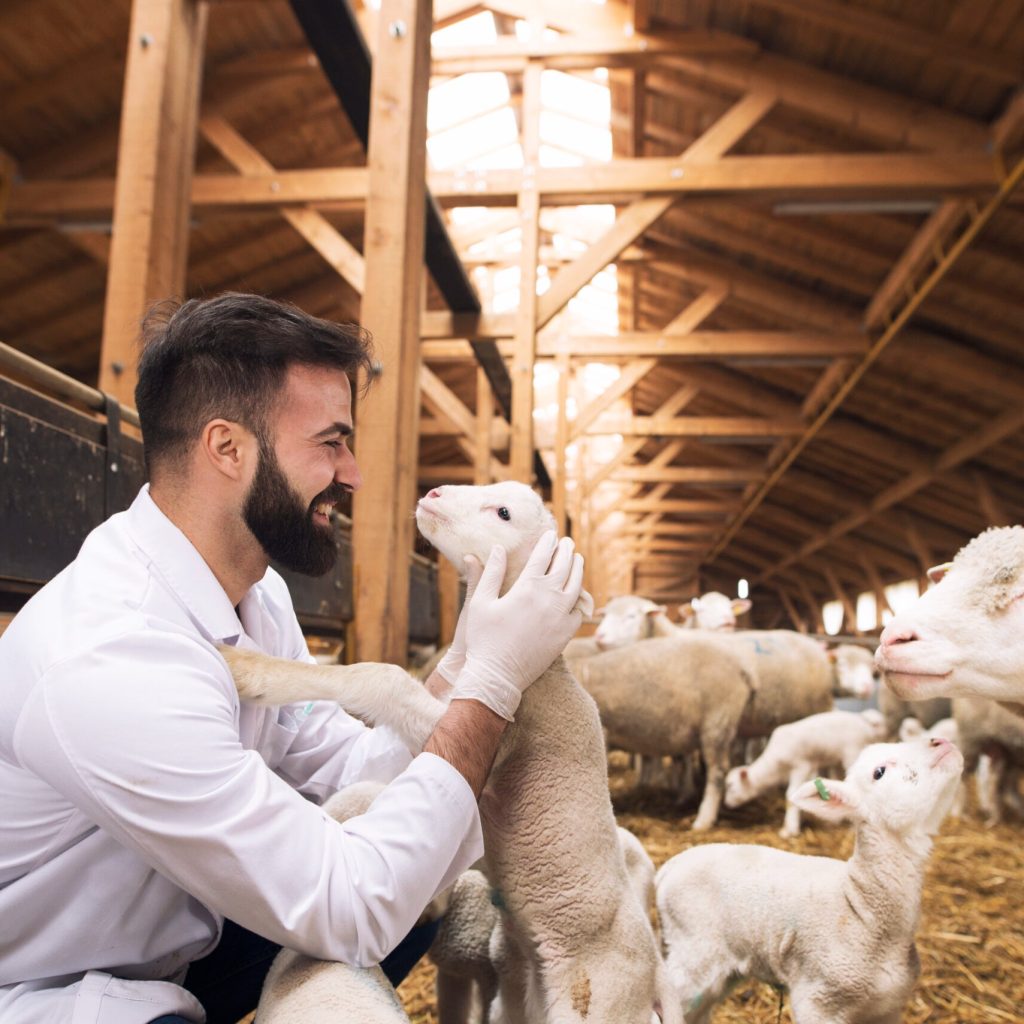 Fresh Sheep Meat Processing Kenya: Clean, Safe, Transparent Fresh Sheep Meat Processing Kenya: Clean, Safe, Transparent