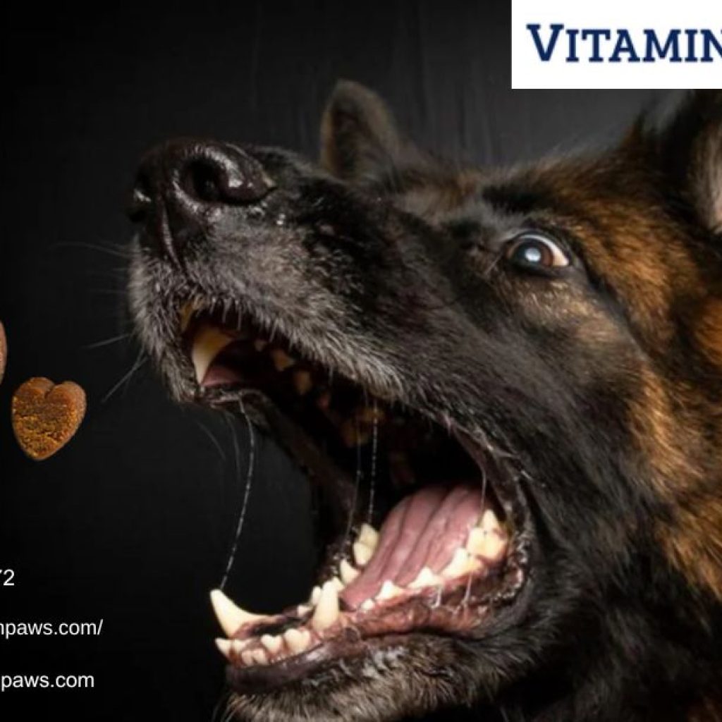 Probiotics For Dogs | Vitaminpaws.com