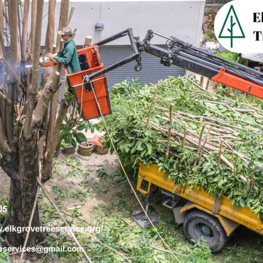 Maintain Shape and Strength Effectively with Professional tree trimming elk grove Maintain Shape and Strength Effectively with Professional tree trimming elk grove