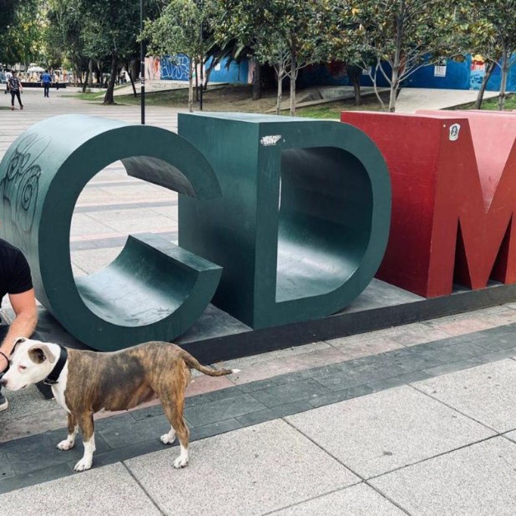 Top Airlines for Pet Travel: Safe, Comfortable Choices for Your Companion Top Airlines for Pet Travel: Safe, Comfortable Choices for Your Companion