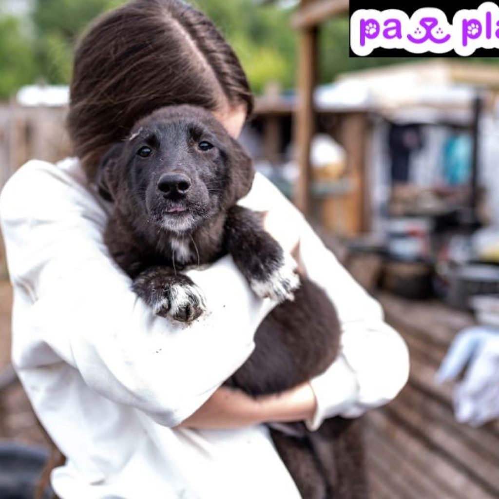 Meetups for Pups: Find Friendly Playdates Nearby