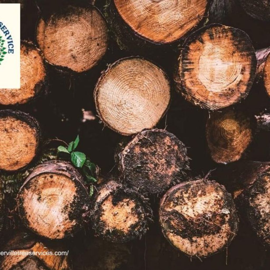 Keep Your Trees Beautiful and Strong with Trusted tree service placerville Keep Your Trees Beautiful and Strong with Trusted tree service placerville