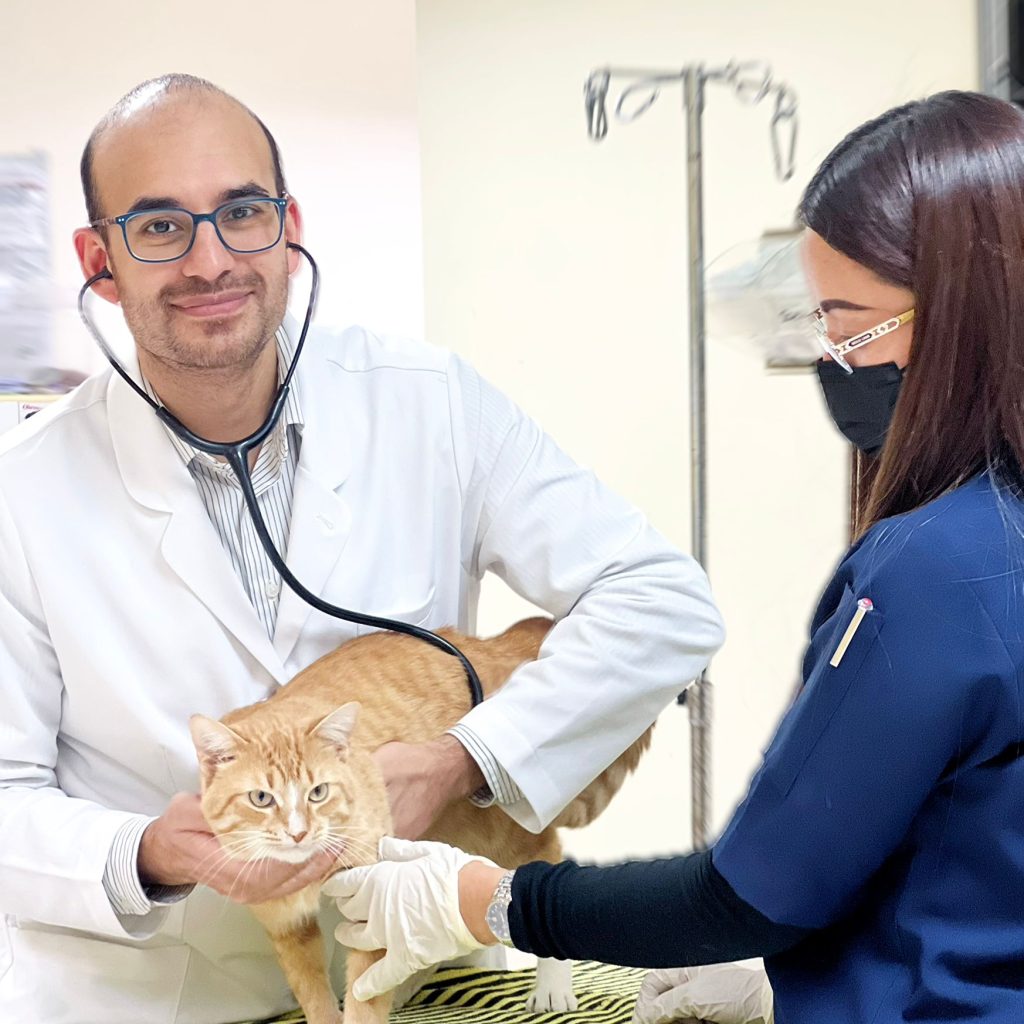 Trusted veterinary care in Doha for pets and owners