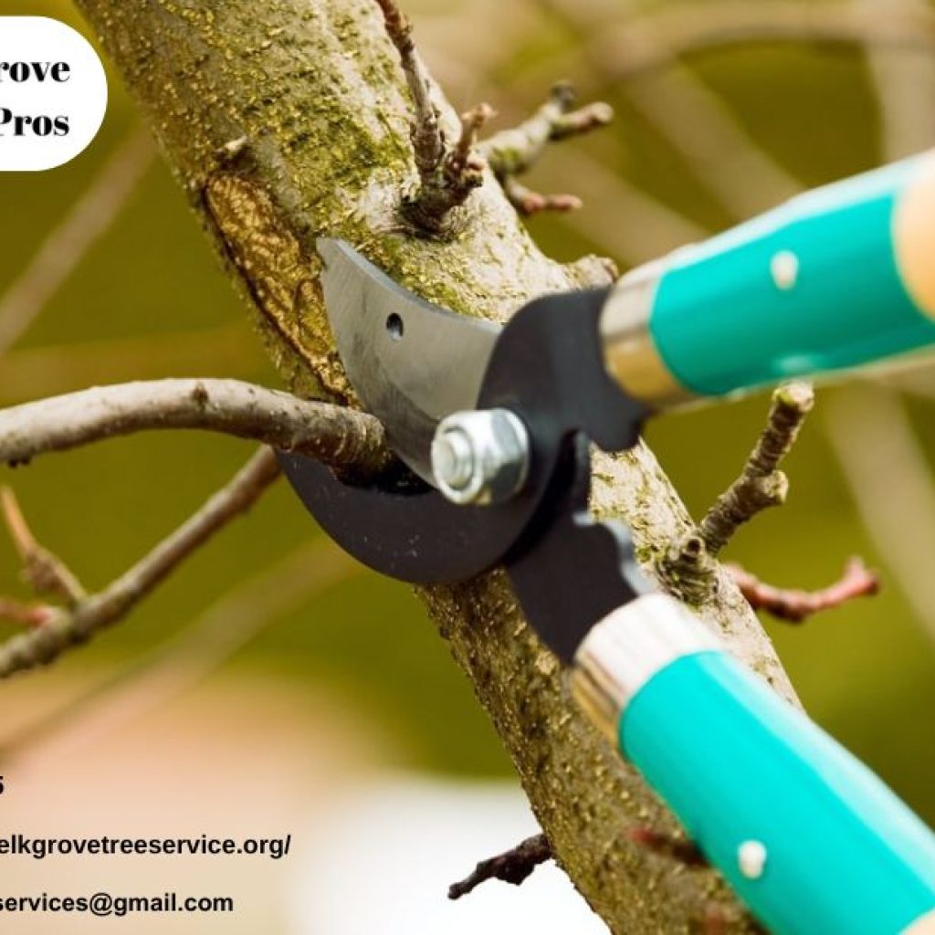 Professional Tree Removal in Elk Grove | Safe & Efficient service Professional Tree Removal in Elk Grove | Safe & Efficient service