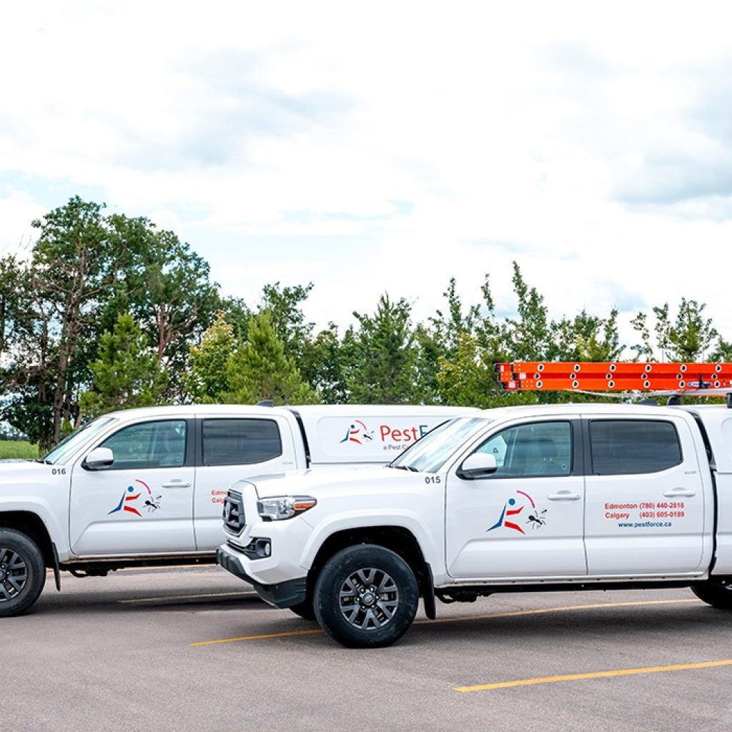 Top Pest Control Experts in Calgary for Lasting Peace of Mind Top Pest Control Experts in Calgary for Lasting Peace of Mind