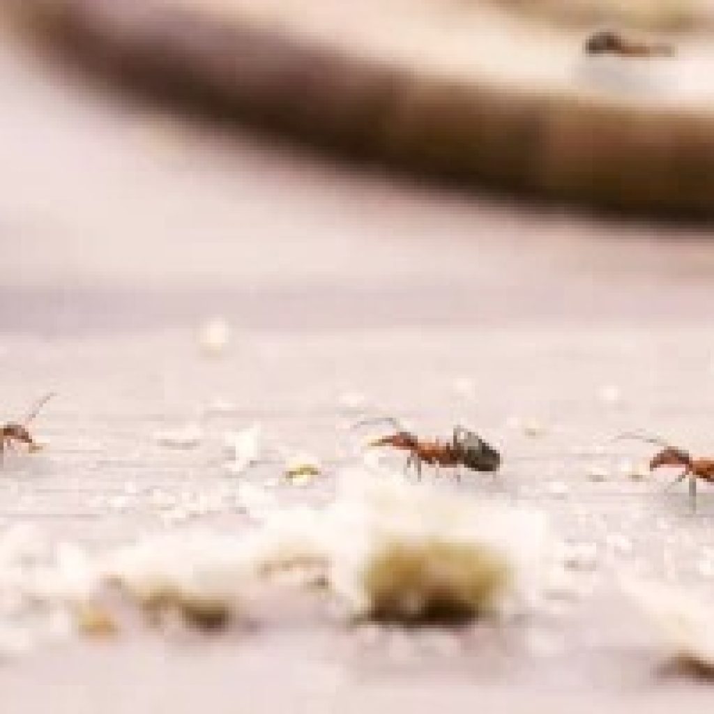 Effective Rodent Management for Melbourne Homes and Businesses Effective Rodent Management for Melbourne Homes and Businesses