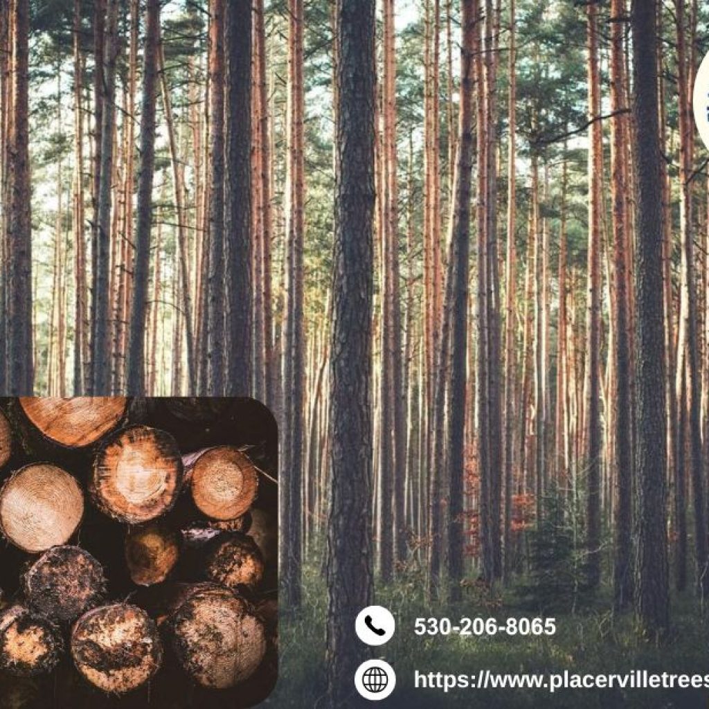 Ensure Healthy and Safe Trees with Expert placerville tree service Today Ensure Healthy and Safe Trees with Expert placerville tree service Today