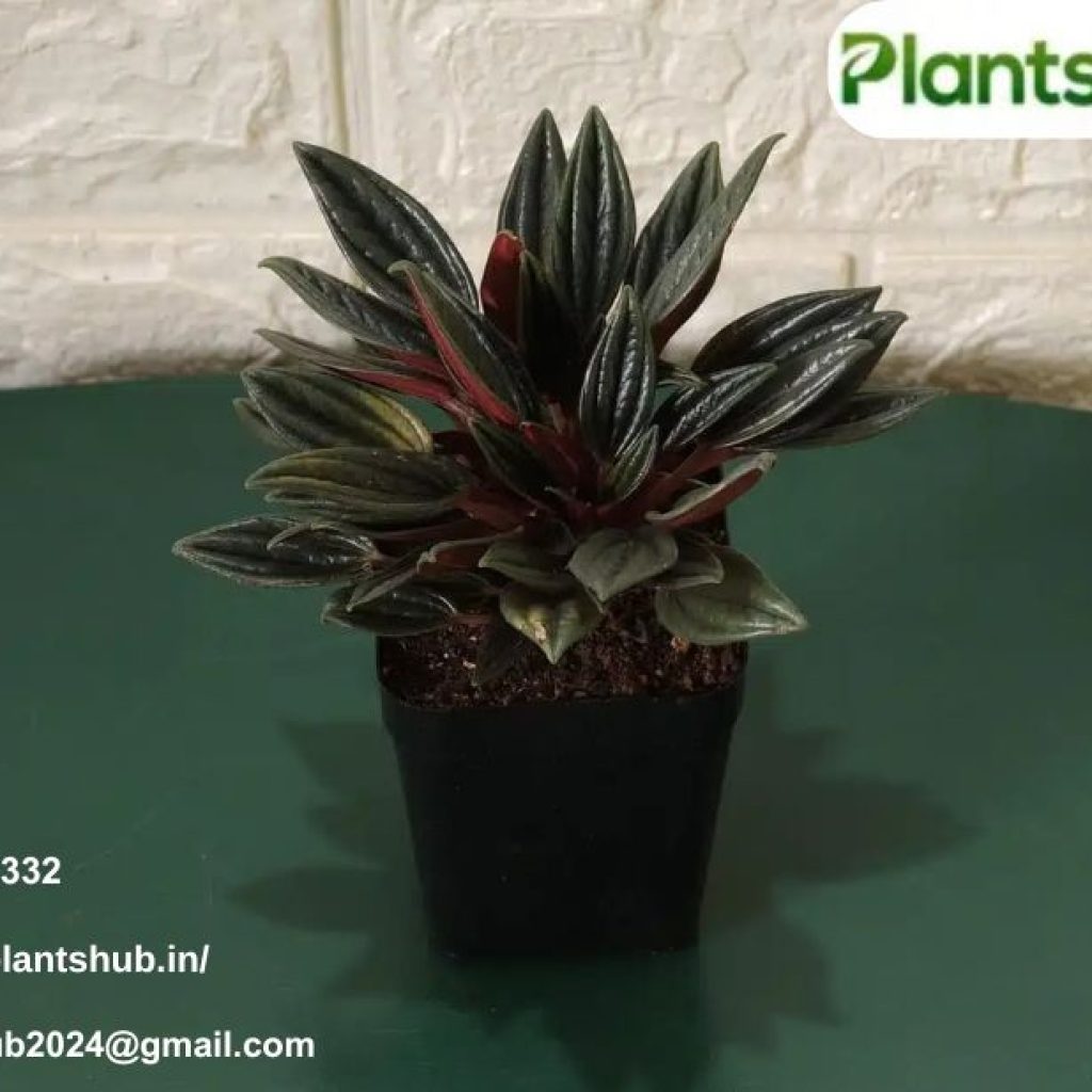 Plants Online India | Plantshub.in