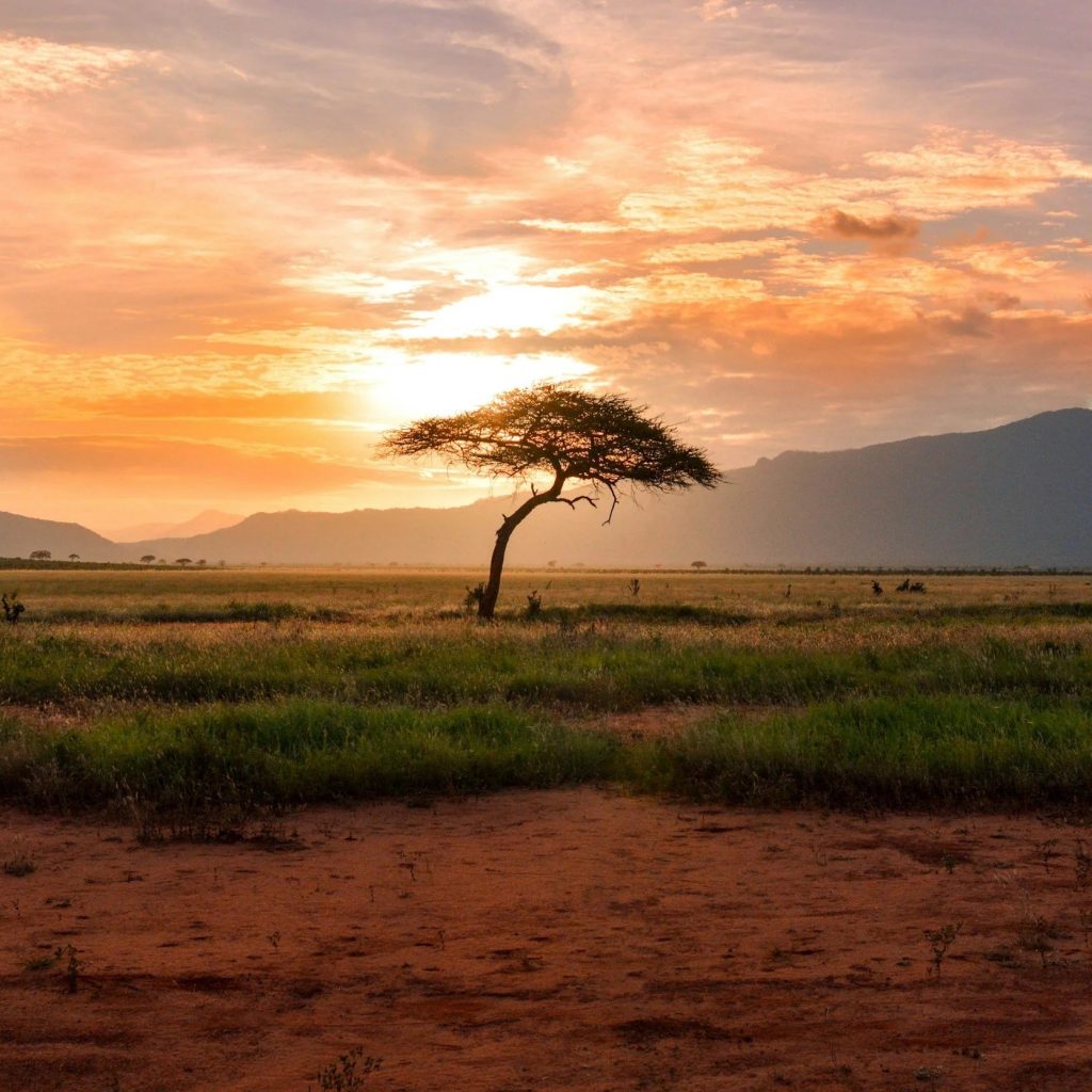 Best African Safari Packages: Unforgettable Journeys Best African Safari Packages: Unforgettable Journeys
