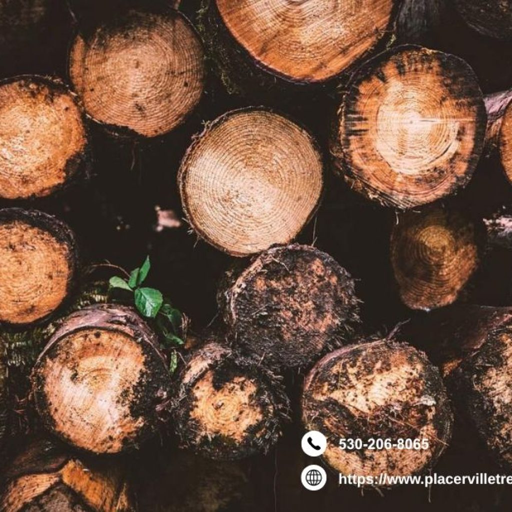 Trusted Tree Service Placerville for Safe, Local Care Trusted Tree Service Placerville for Safe, Local Care