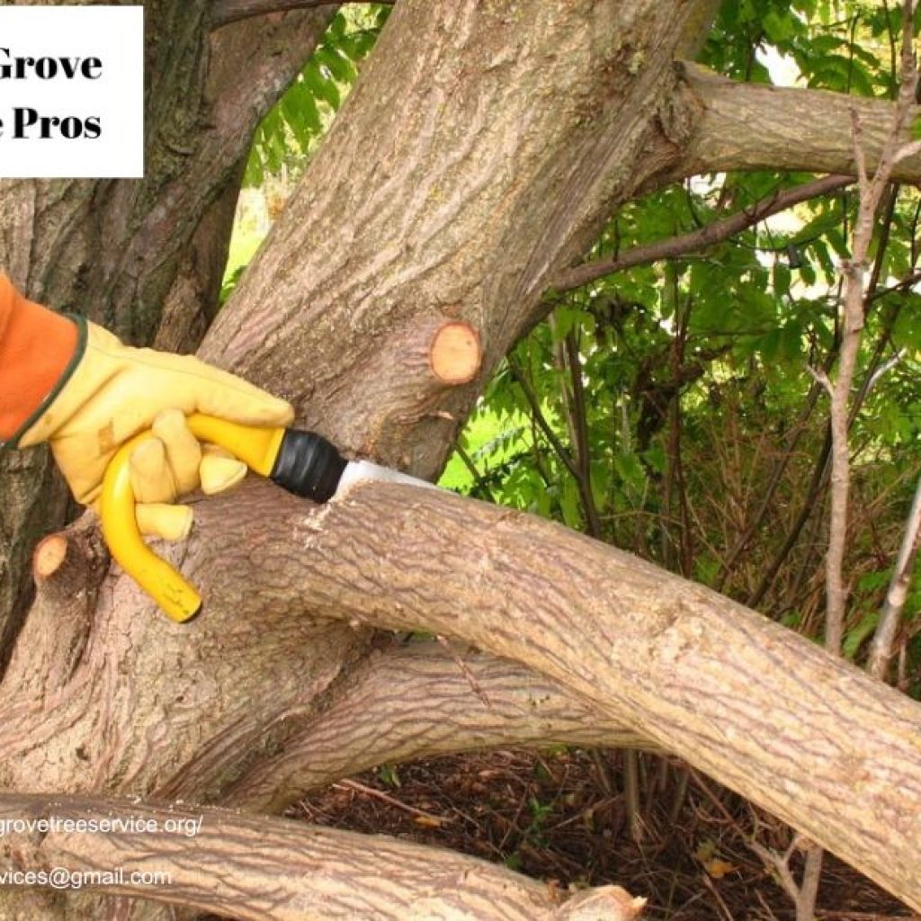 Protect and Beautify Your Property with Trusted elk grove tree services Protect and Beautify Your Property with Trusted elk grove tree services