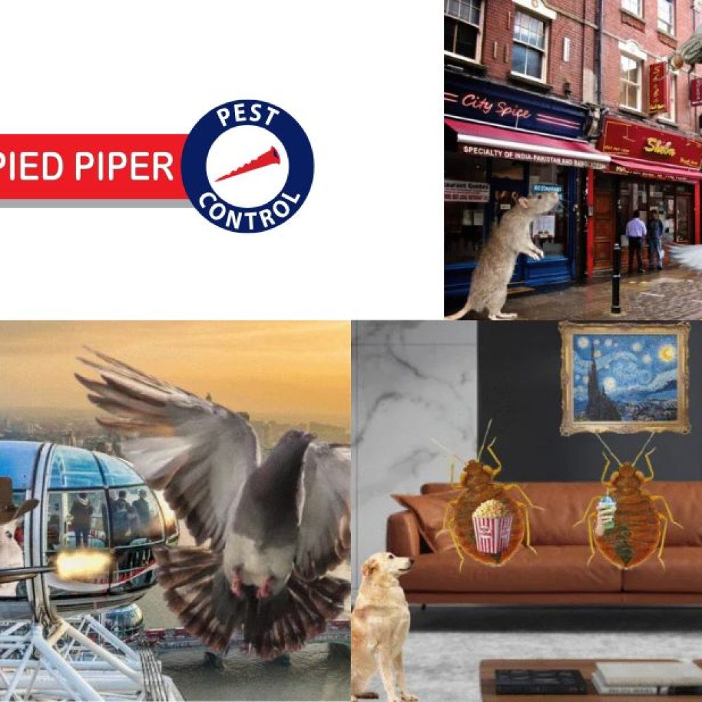 Expert Pest Management in East London for Homes and Businesses