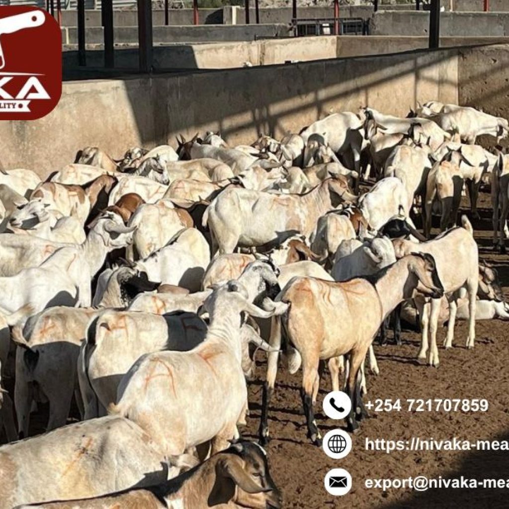 Certified practices ensure humane halal slaughter in Oman today Certified practices ensure humane halal slaughter in Oman today