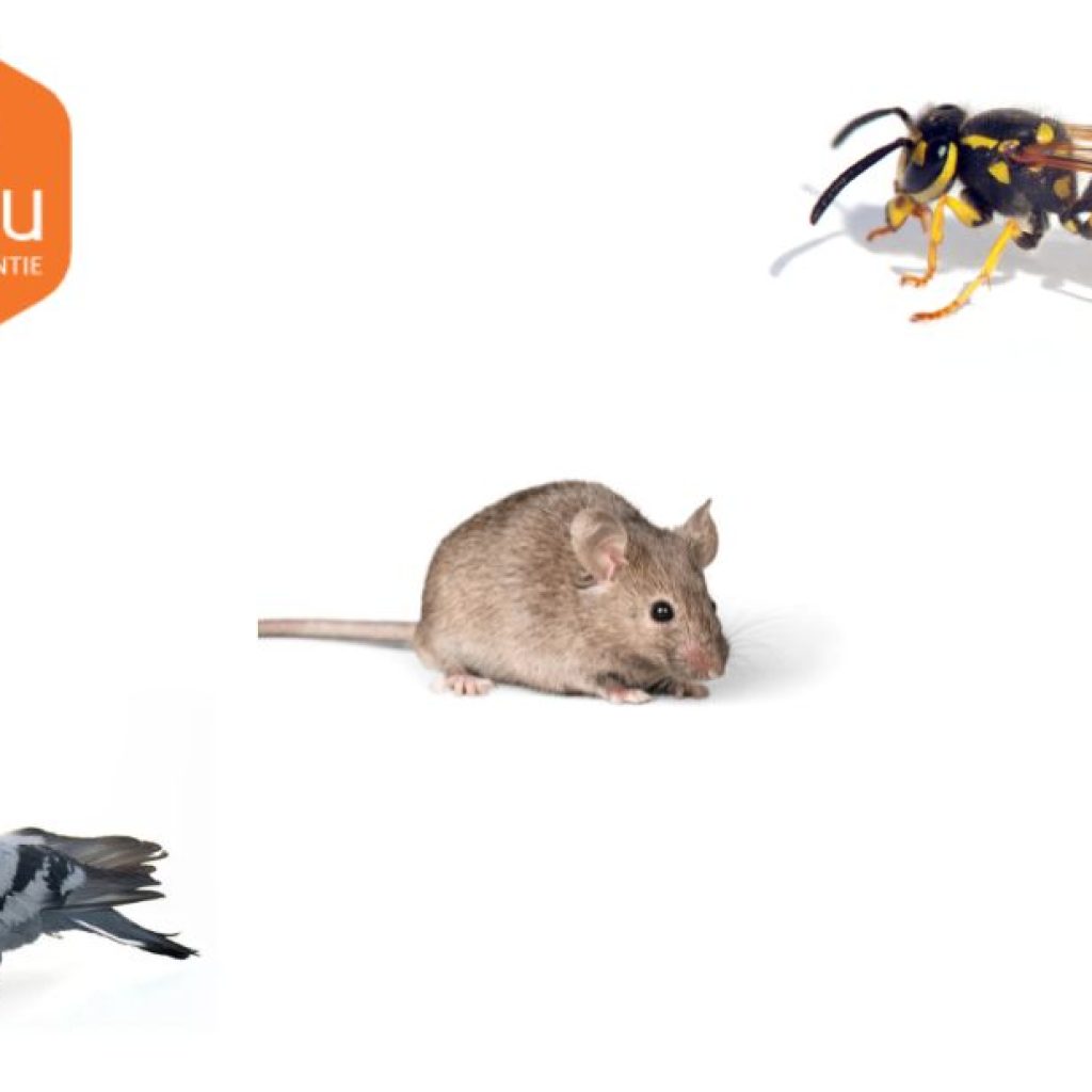 Can cockroaches bite? What to know about bites and risks Can cockroaches bite? What to know about bites and risks