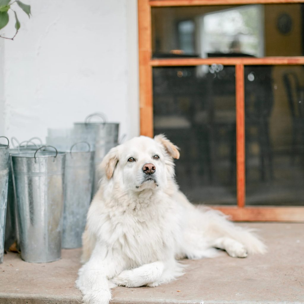 Wholesome Nutrition for Small Breed Dogs: Natural Choices
