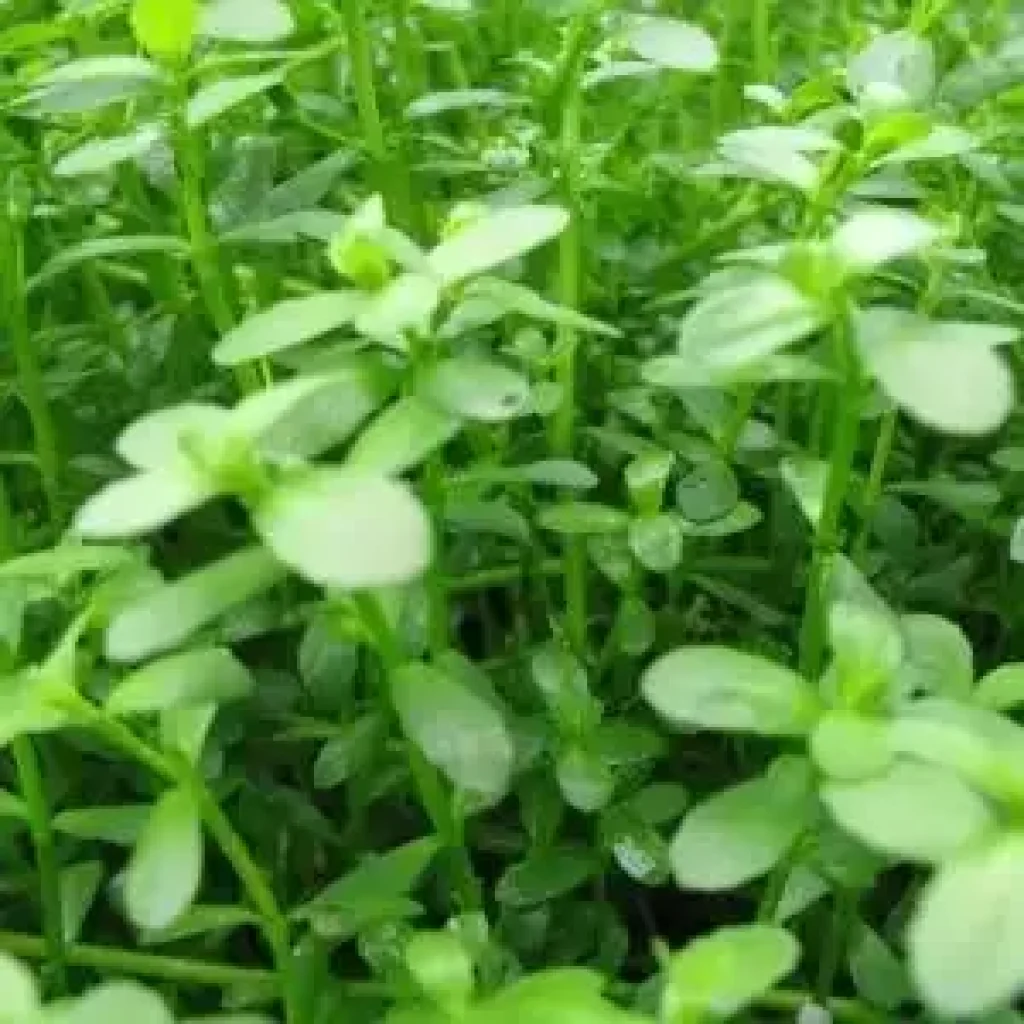 Discover aquatic plants: thriving greenery for water gardens Discover aquatic plants: thriving greenery for water gardens