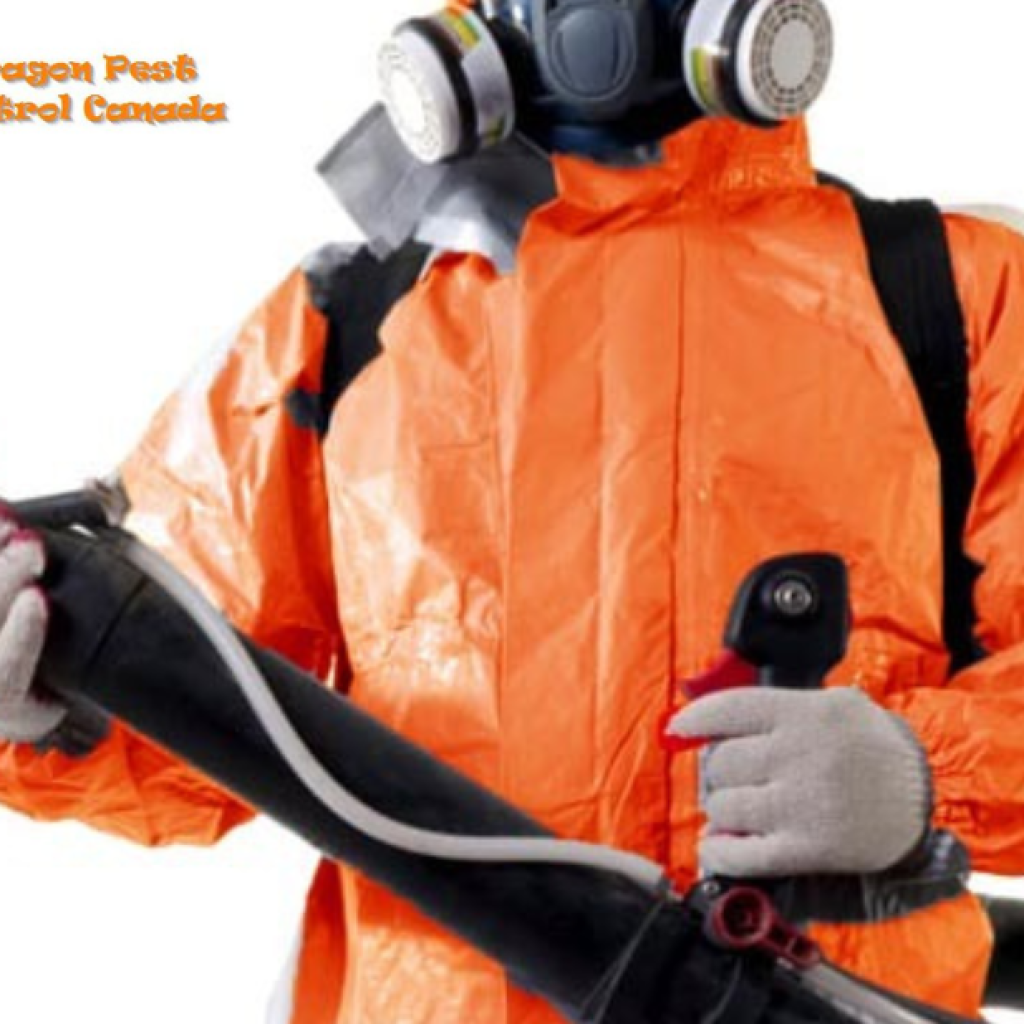Protect Your Home with Expert Spider Control in Alberta Protect Your Home with Expert Spider Control in Alberta