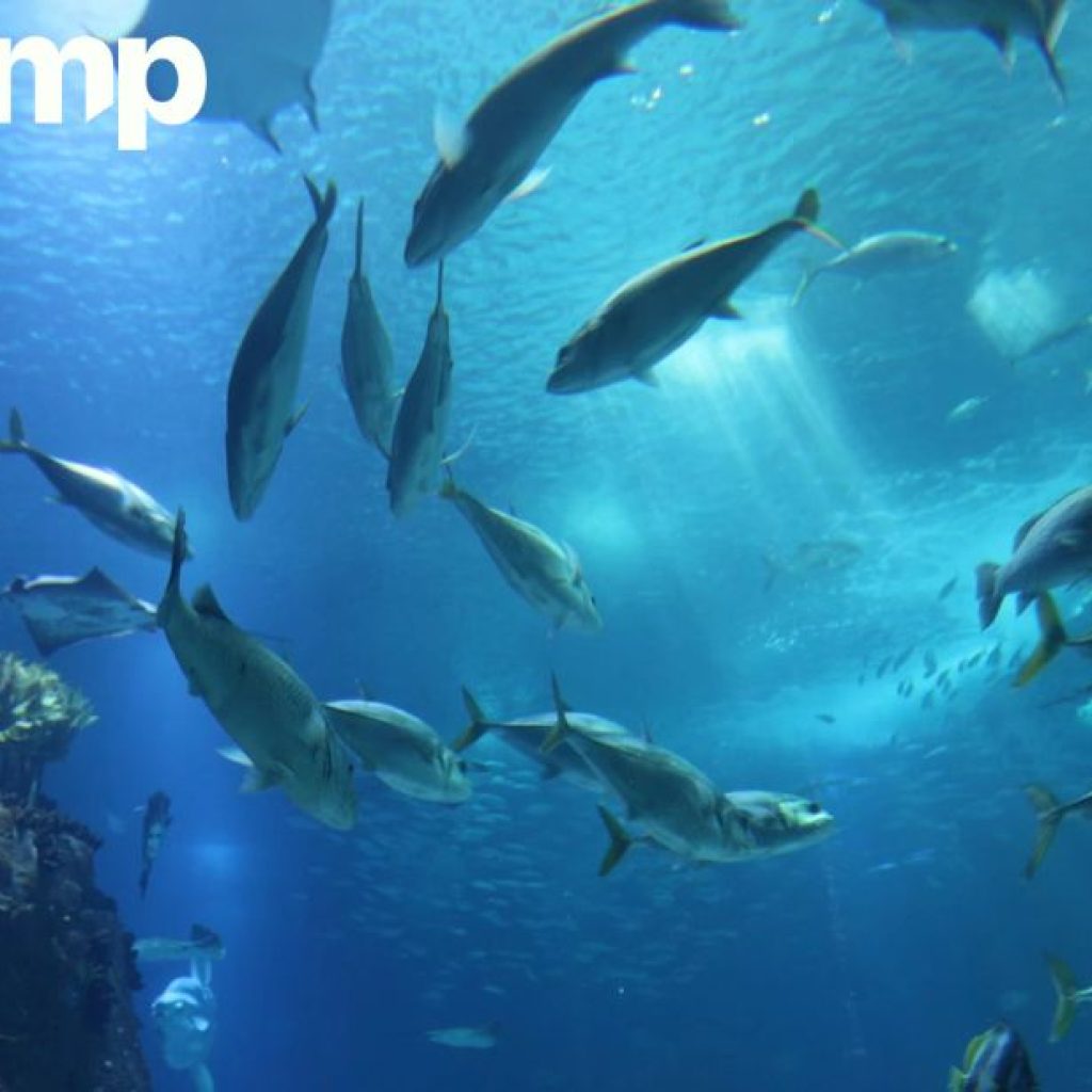 Mineral-Free Fish Scales for Collagen-Rocused Applications
