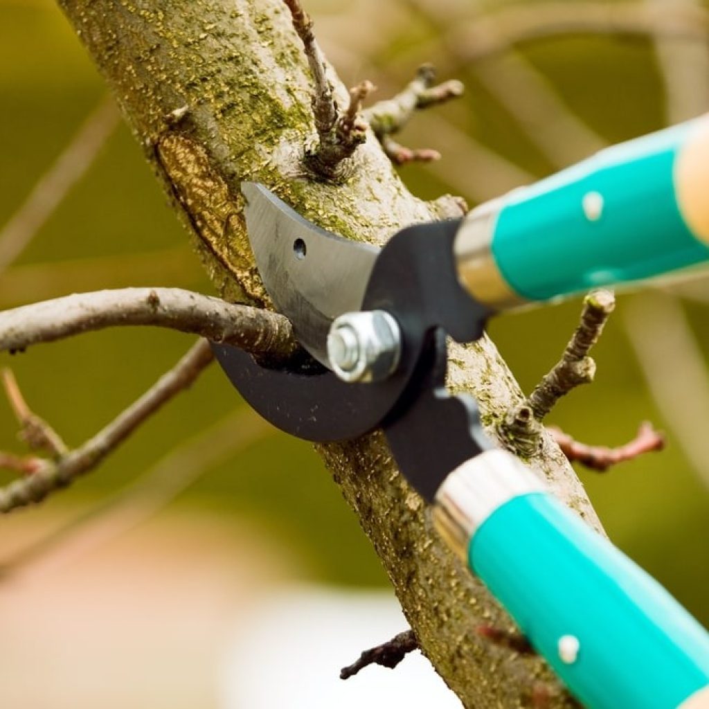 Professional Tree Care in Elk Grove: Safe, Reliable, and Friendly