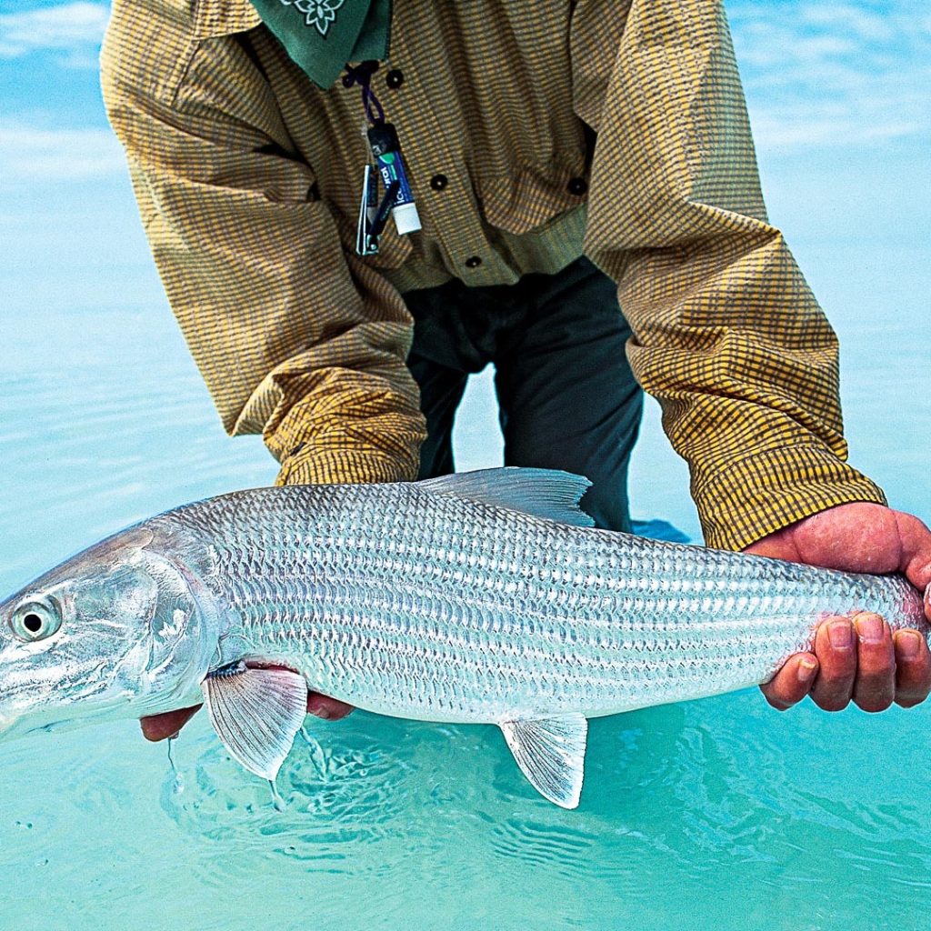 Chasing Bonefish: An Expert Bahamian Fly-Fishing Escape Chasing Bonefish: An Expert Bahamian Fly-Fishing Escape