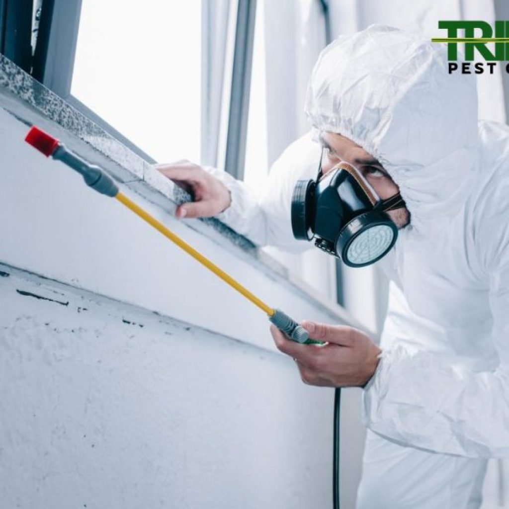 Effective Pest Solutions for Rodent Issues in Melbourne Effective Pest Solutions for Rodent Issues in Melbourne