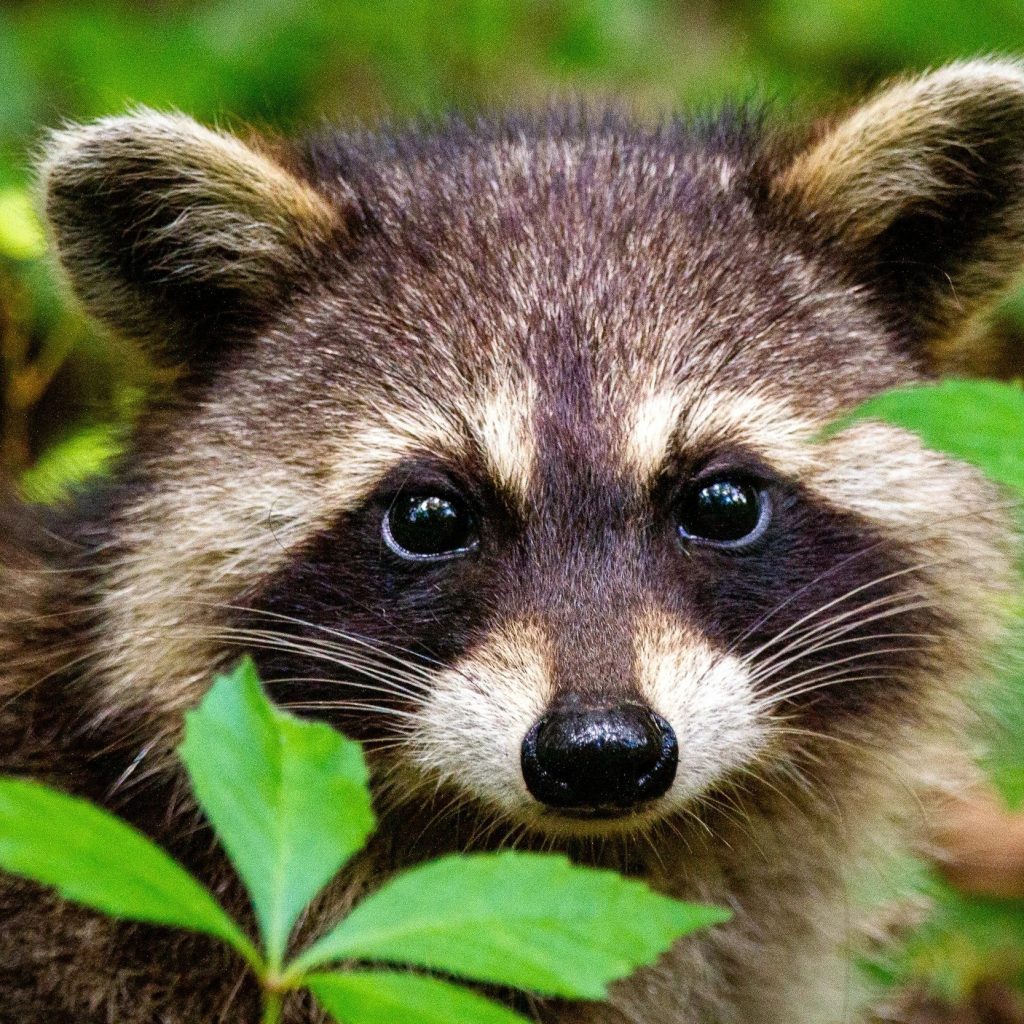 Compassionate wildlife control and humane removal services Compassionate wildlife control and humane removal services