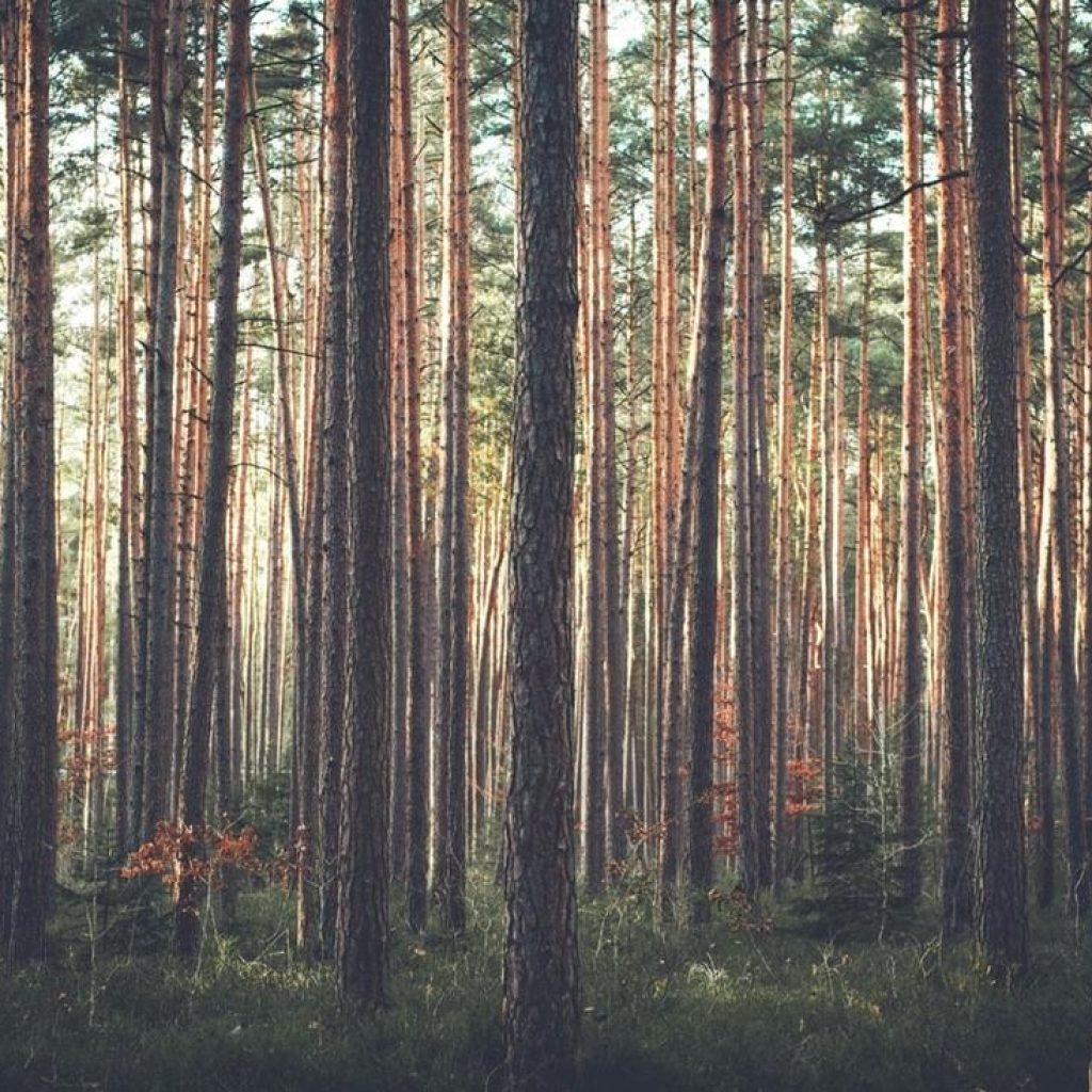 Expert Tree Care for Homes and Businesses in Placerville Expert Tree Care for Homes and Businesses in Placerville