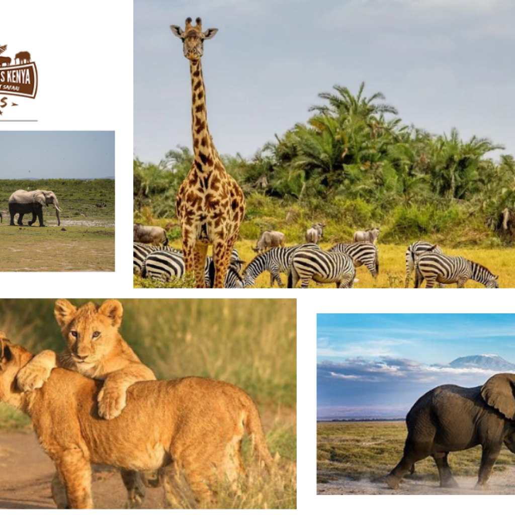 Safari Wonders: A Kenya Park Known for Flamingos and Rhinos