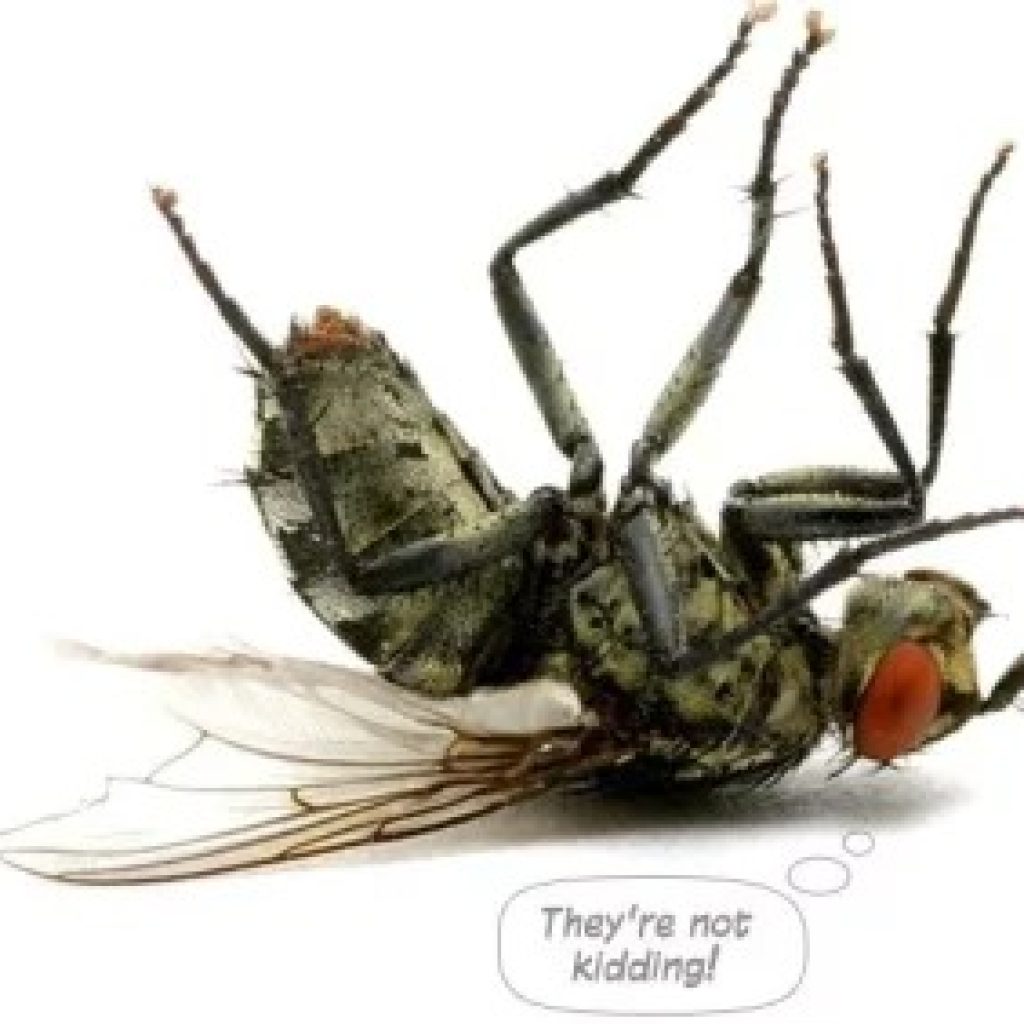 Reliable pest management for homes and businesses in coastal Queensland