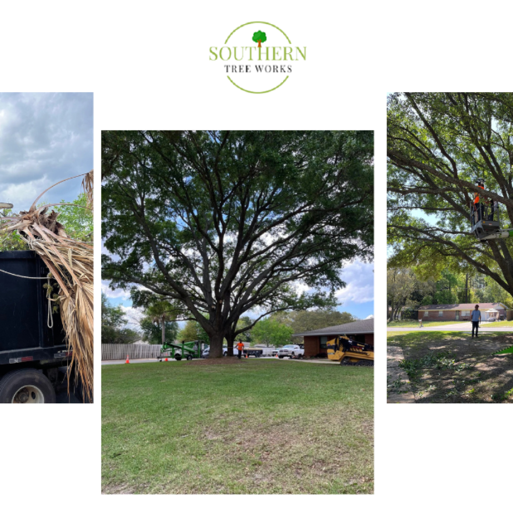 Professional Tree Care in Dothan: Safe, Efficient, Reliable Professional Tree Care in Dothan: Safe, Efficient, Reliable