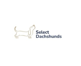 Select Dachshunds